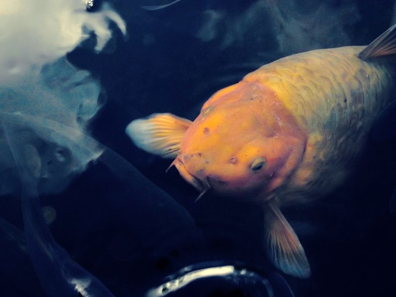 Lola Loves Shorts: Lost For&nbsp;Words